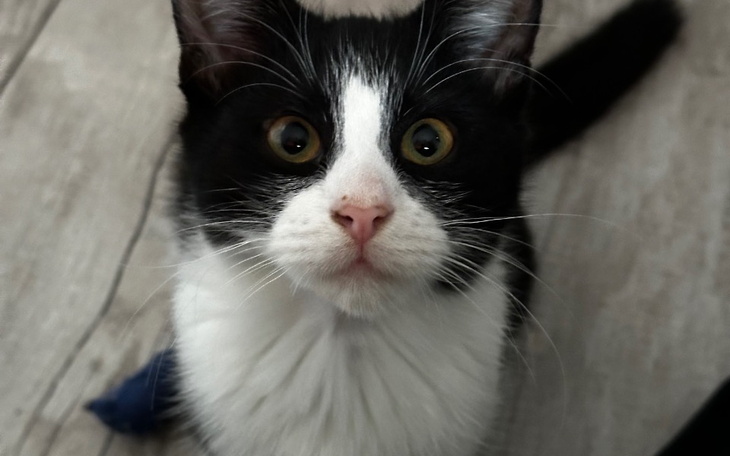 Zbiórka Kicia Tosia ze złamaną nogą - zdjęcie główne