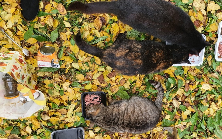 Zbiórka Bezdomne koty proszą o karmę - zdjęcie główne