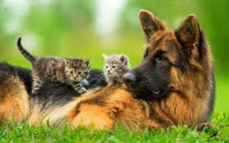 Zbiórka na schroniska - zdjęcie główne