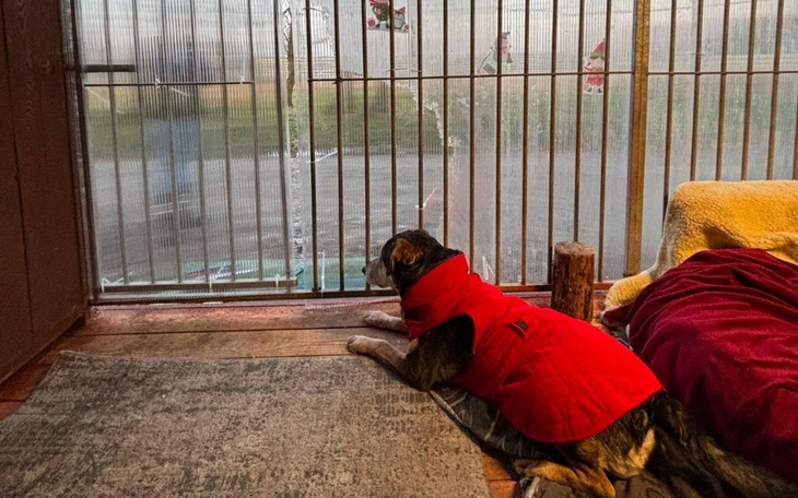 Pies w czerwonej kurtce, obserwujący deszcz za oknem.