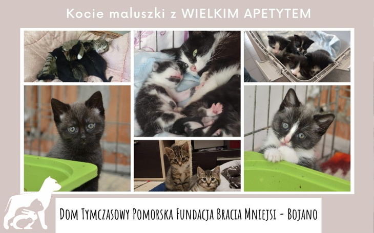 Zbiórka Karma dla maluszków. - zdjęcie główne