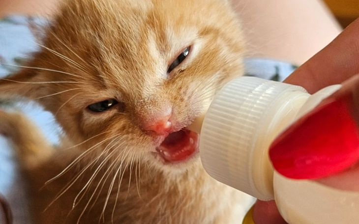 Kociak pijący z butelki, wyrażający złość.