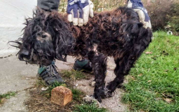 Zbiórka Ratujemy psie i kocie szkielety - zdjęcie główne