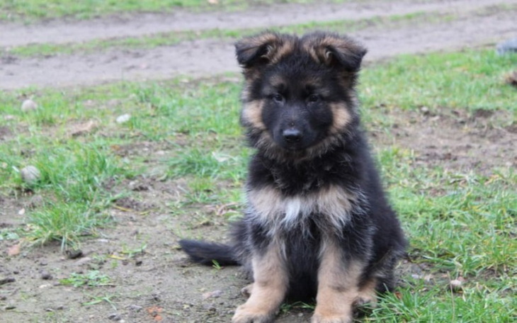 Zbiórka Zbieramy na Kojec dla Pieska - zdjęcie główne