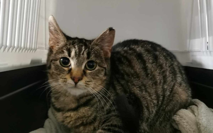 Zbiórka Wpłac grosiaka na kociaka - zdjęcie główne