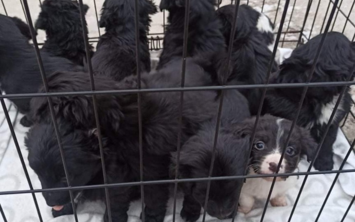 Zbiórka Brakuje środków na ich utrzymani - zdjęcie główne