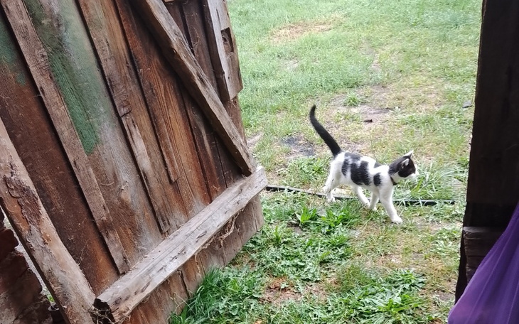 Zbiórka Kotki bezdomne głodne - zdjęcie główne