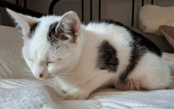 Mały biały kotek śpiący na łóżku.