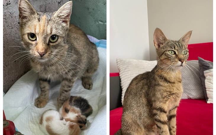 Zbiórka Potrzebujące mruczki - zdjęcie główne