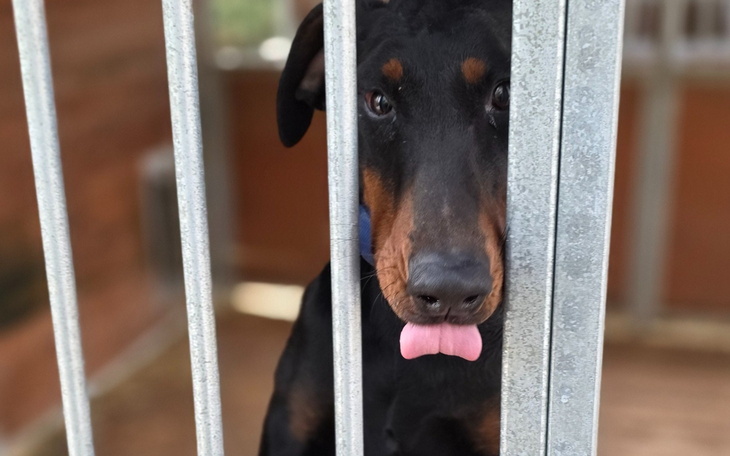 Dobrman w klatce, z wystawionym językiem.