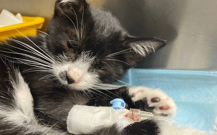 Zbiórka Leczenie małego Charliego - zdjęcie główne