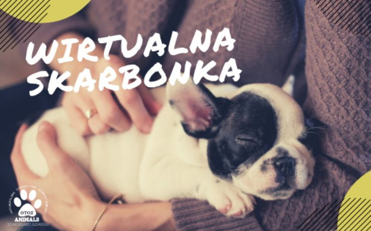 Słodki szczeniak śpiący w ramionach właściciela.