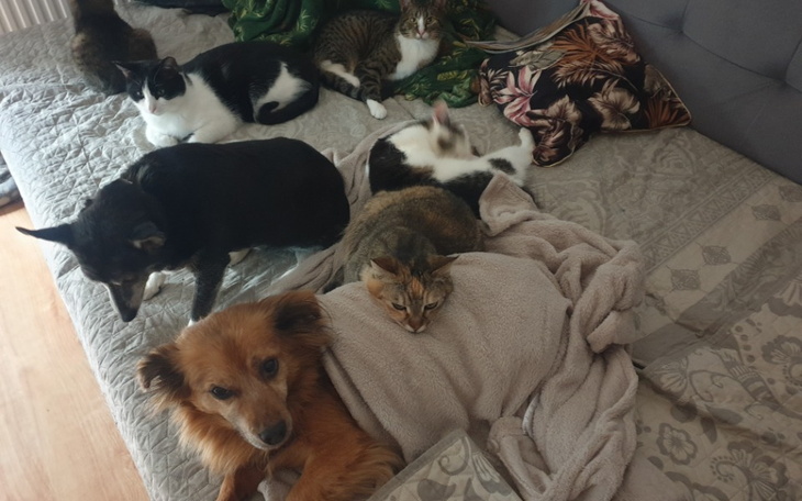 Grupa zwierząt domowych na łóżku, wesoła i przytulna scena.