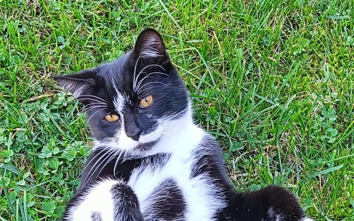 Pies patrzący przez kraty, z wyrazem tęsknoty.