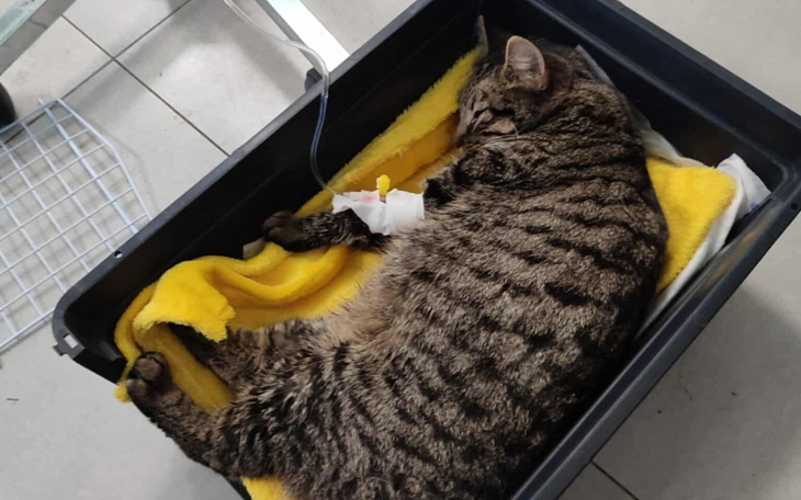 Kot śpiący w pudełku, otulony kocem.