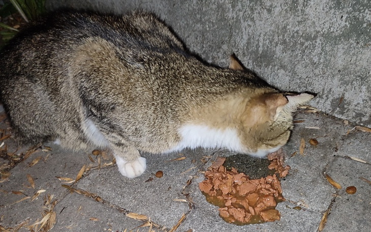 Zbiórka Bezdomniaki z Przeworska - zdjęcie główne