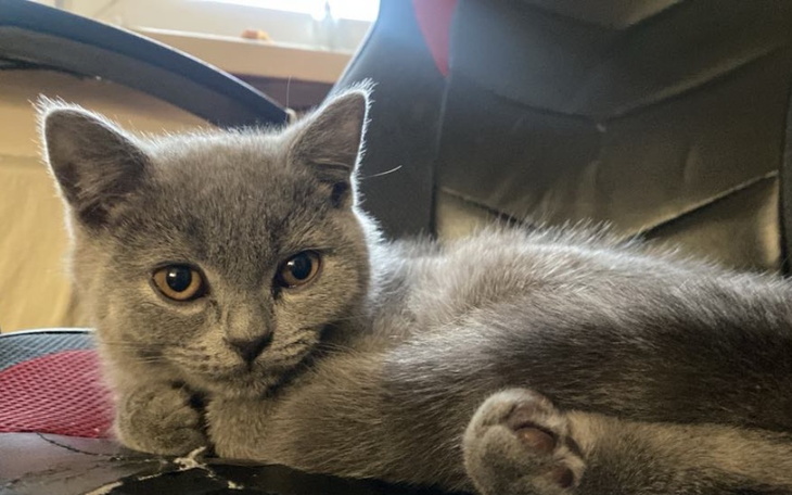 Szary kot leżący na krześle, z wyrazem spokoju.