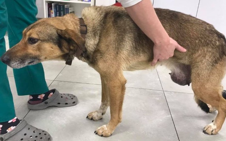 Zbiórka Suczka Tina prosi o ratunek! - zdjęcie główne