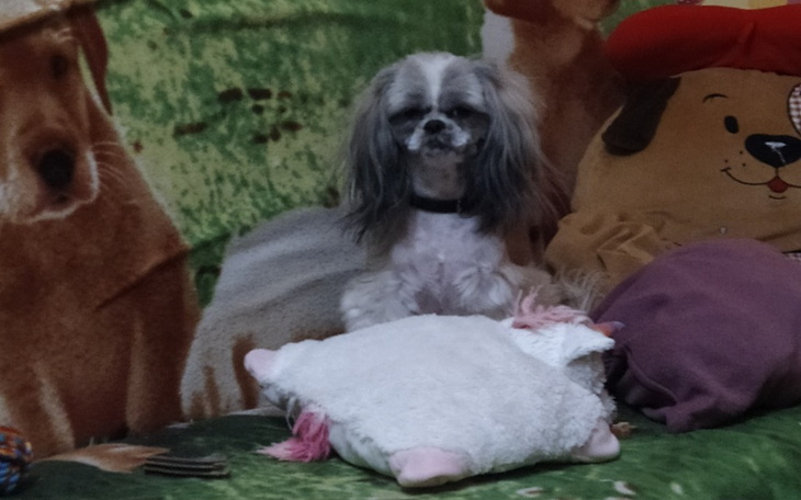 Pies siedzi na kanapie w otoczeniu pluszaków.