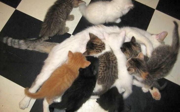 Zbiórka Leczenie i sterylizacja... - zdjęcie główne