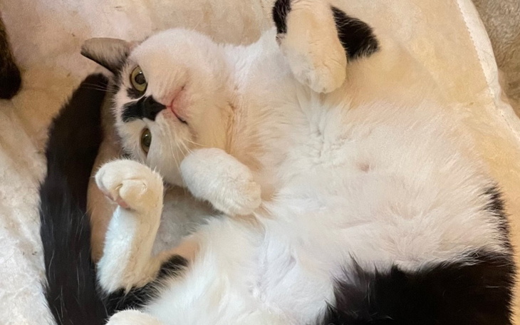 Kot w pozycji leżącej, z brzuchem do góry, w zabawnej pozie.