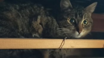 Zbiórka Sówka - nocny zwierz - miniaturka zdjęcia