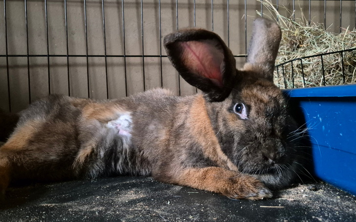 Zbiórka Na leczenie ran Sibii - zdjęcie główne