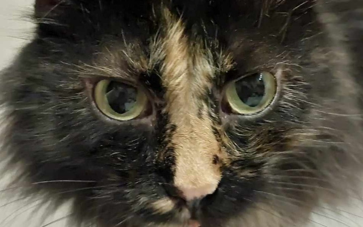 Kot w zlewie, z ciekawym spojrzeniem.