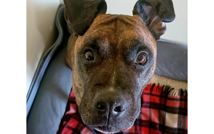 Zbiórka Operacja usunięcia nerki psa - zdjęcie główne