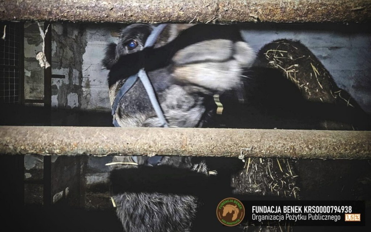 Zwierzę w klatce, zbliżenie na jego twarz.