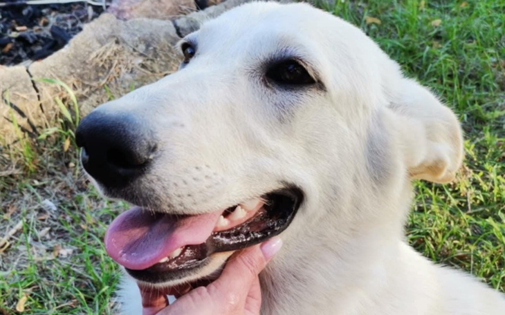 Uśmiechnięty pies, rasy białej, w otoczeniu zieleni.