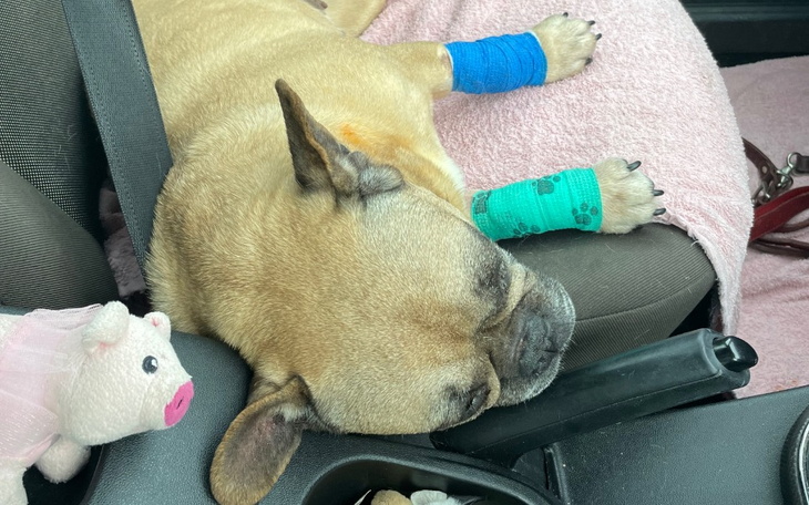 Zbiórka Pomoc dla Aurusi - zdjęcie główne