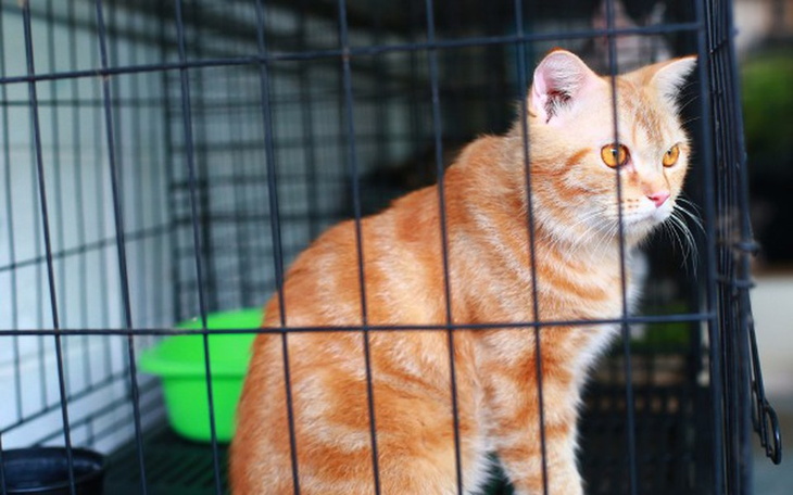 Zbiórka zakup klatek kenelowych - zdjęcie główne