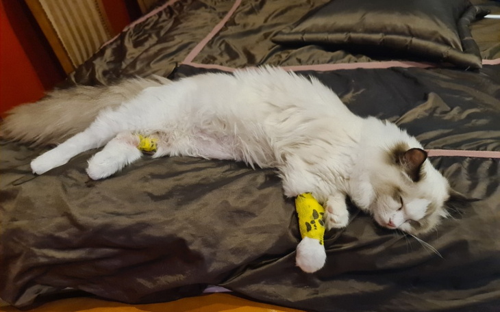 Zbiórka Na Bazylka Chorego na Fip - zdjęcie główne