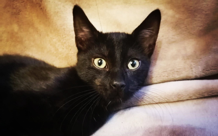 Zbiórka Blady umrze, a nam pękną serca. - zdjęcie główne