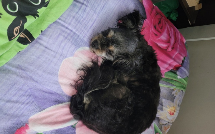 Zbiórka Na operacjie kolana - zdjęcie główne