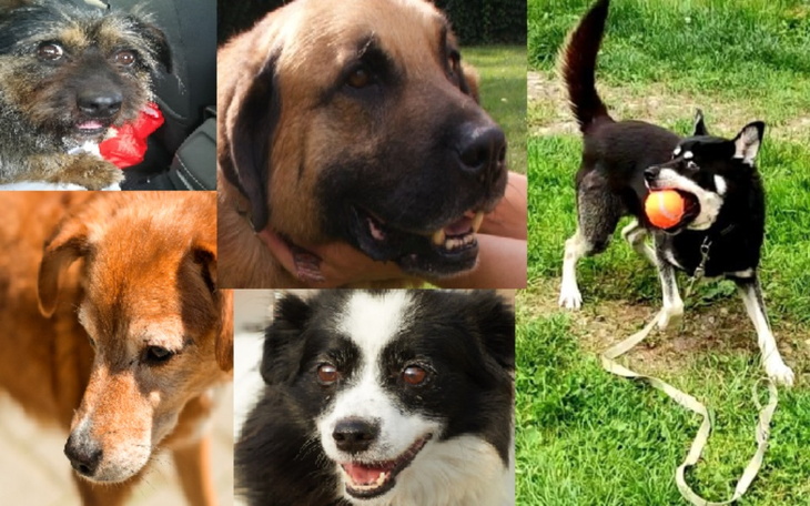 Zbiórka Na hotelik dla psiaków - zdjęcie główne