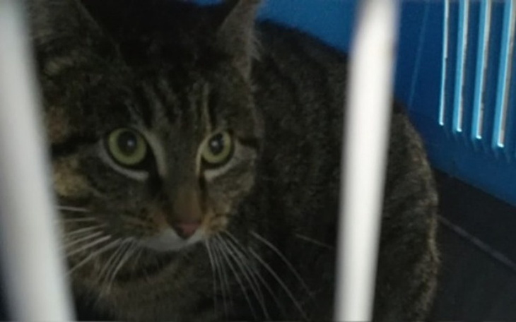 Zbiórka Bezdomne koty - troska i opieka. - zdjęcie główne