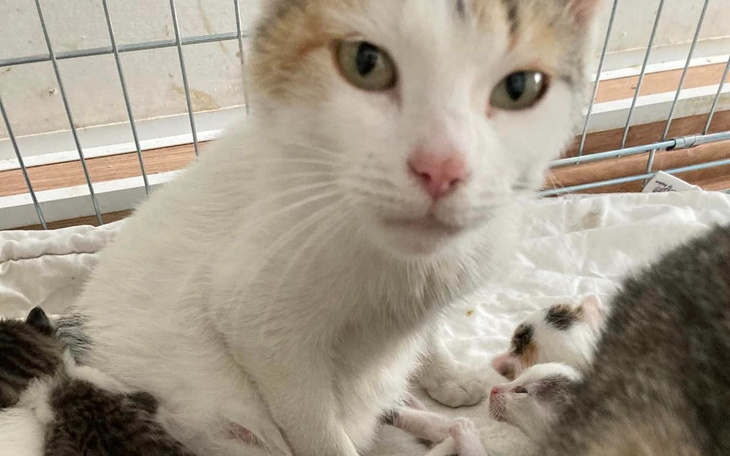 Zbiórka Jedzonko i żwirek dla kociaków - zdjęcie główne