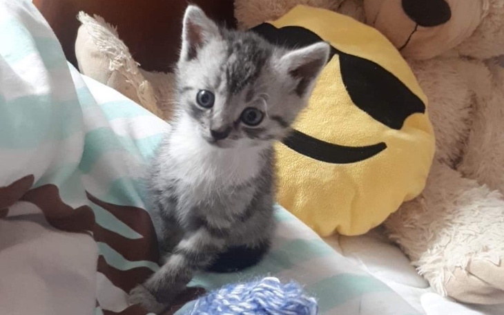 Zbiórka Na lekarstwo dla mojego kotka - zdjęcie główne