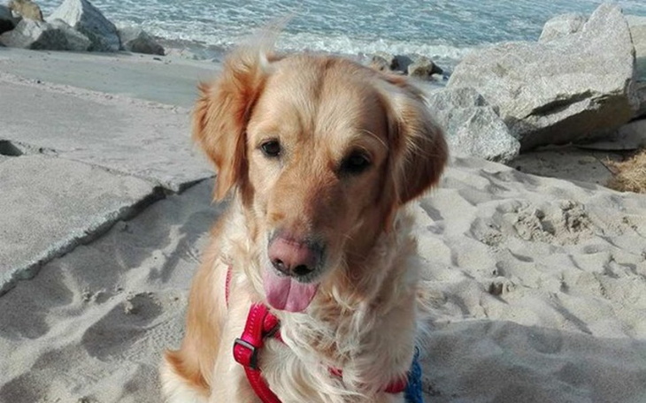 Zbiórka Walka z chorobą Goldenka Dejla - zdjęcie główne