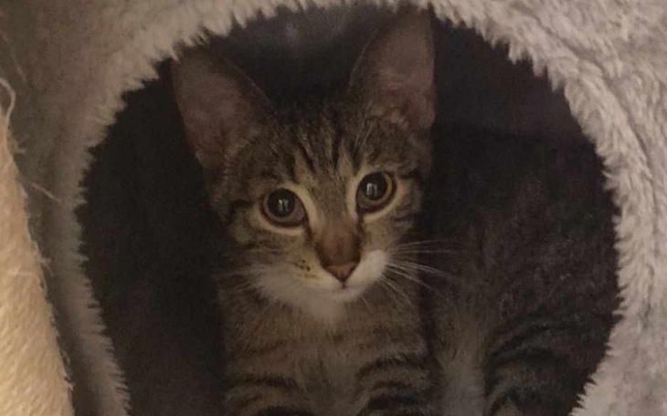 Młoda kotka schowana w przytulnym legowisku.