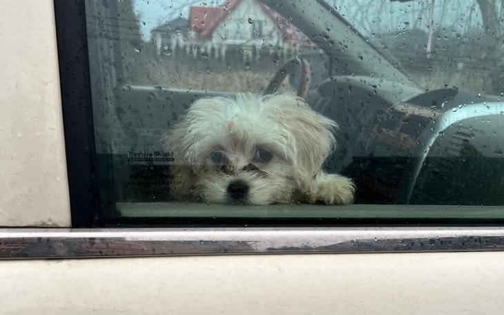 Zbiórka Zakup fundacyjnego samochodu - zdjęcie główne