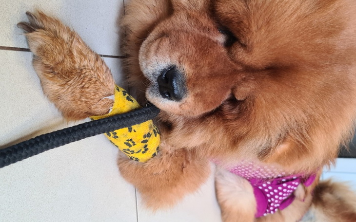 Zbiórka Opłata za operację Ropomacicze - zdjęcie główne