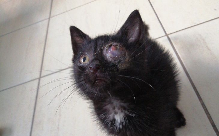 Zbiórka Operacja oka kota - Logana - zdjęcie główne