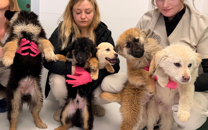 Grupa szczeniąt trzymanych przez osoby w rękawiczkach.