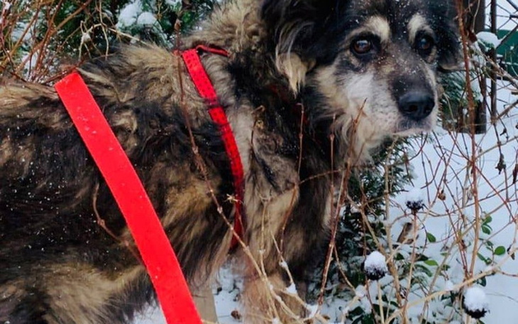 Zbiórka dla chorej suni z interwencji - zdjęcie główne