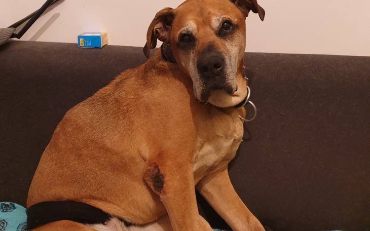 Zbiórka Na więzadło dziadka Mariana - zdjęcie główne