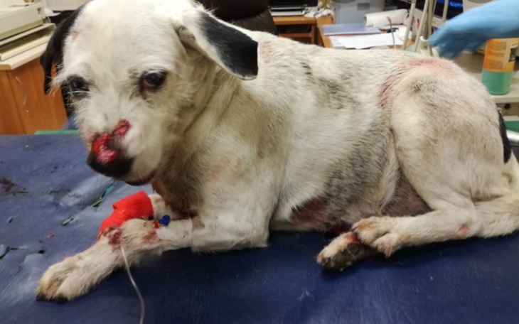 Zbiórka Operacja Psa Proszę tylko o 1 zł - zdjęcie główne