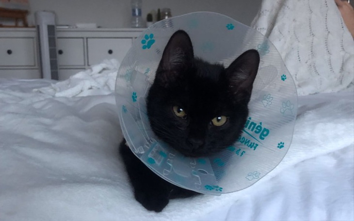 Zbiórka Operacje kości udowej kotka - zdjęcie główne